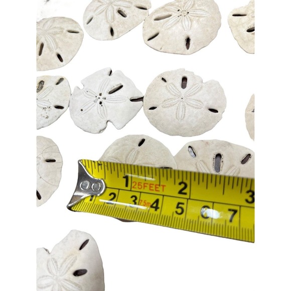Sand Dollar Lot 45 Pieces Plus Beach Decor Sea Shells - Picture 13 of 13